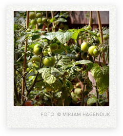 moestuin