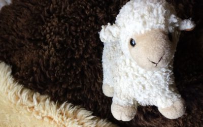 Hoe diervriendelijk is wol?